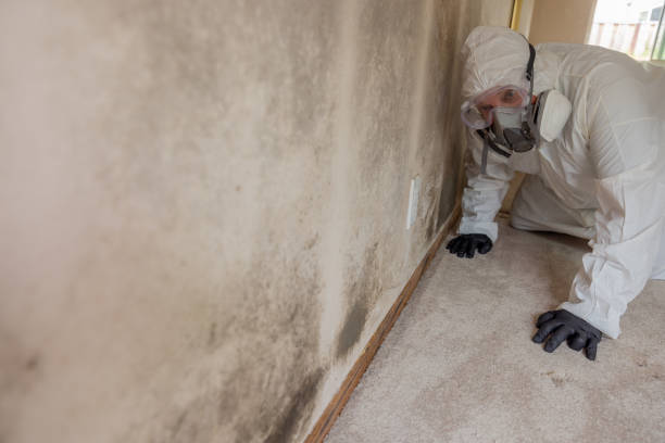 Professional Mold Inspection in Ralston, NE